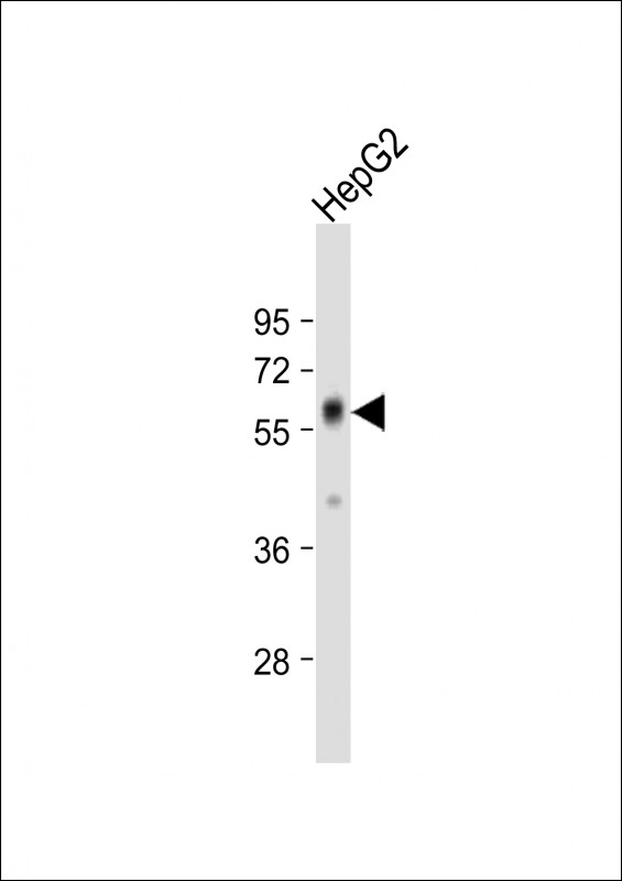 Anti-PANK2 Antibody (P80) at 1:1000 dilution + HepG2 whole cell lysateLysates/proteins at 20 �g per lane. SecondaryGoat Anti-Rabbit IgG,  (H+L), Peroxidase conjugated at 1/10000 dilution. Predicted band size : 63 kDaBlocking/Dilution buffer: 5% NFDM/TBST.