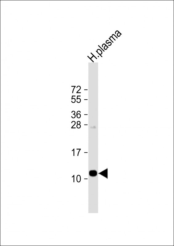 Anti-APOA2 Antibody (Center) at 1:1000 dilution + human plasma lysateLysates/proteins at 20 �g per lane. SecondaryGoat Anti-Rabbit IgG,  (H+L), Peroxidase conjugated at 1/10000 dilution. Predicted band size : 11 kDaBlocking/Dilution buffer: 5% NFDM/TBST.