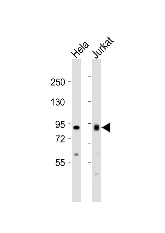 All lanes : Anti-ACO2 Antibody (Center) at 1:1000 dilutionLane 1: Hela whole cell lysateLane 2: Jurkat whole cell lysateLysates/proteins at 20 �g per lane. SecondaryGoat Anti-Rabbit IgG,  (H+L), Peroxidase conjugated at 1/10000 dilution. Predicted band size : 85 kDaBlocking/Dilution buffer: 5% NFDM/TBST.