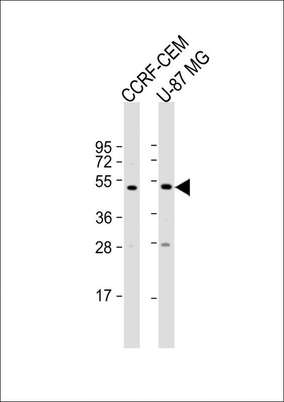 All lanes : Anti-PKR1 Antibody (M1) at 1:1000 dilutionLane 1: CCRF-CEM whole cell lysateLane 2: U-87 MG whole cell lysateLysates/proteins at 20 �g per lane. SecondaryGoat Anti-Rabbit IgG,  (H+L), Peroxidase conjugated at 1/10000 dilution. Predicted band size : 43 kDaBlocking/Dilution buffer: 5% NFDM/TBST.