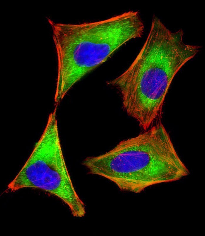 Immunofluorescent analysis of 4% paraformaldehyde-fixed, 0.1% Triton X-100 permeabilized HeLa (human cervical epithelial adenocarcinoma cell line) cells labeling EIF2AK2 with AM8450b at 1/25 dilution, followed by Dylight� 488-conjugated goat anti-mouse IgG (NA166821) secondary antibody at 1/200 dilution (green). Immunofluorescence image showing cytoplasm staining on HeLa cell line. Cytoplasmic actin is detected with Dylight� 554 Phalloidin (PD18466410) at 1/100 dilution (red).The nuclear counter stain is DAPI (blue).