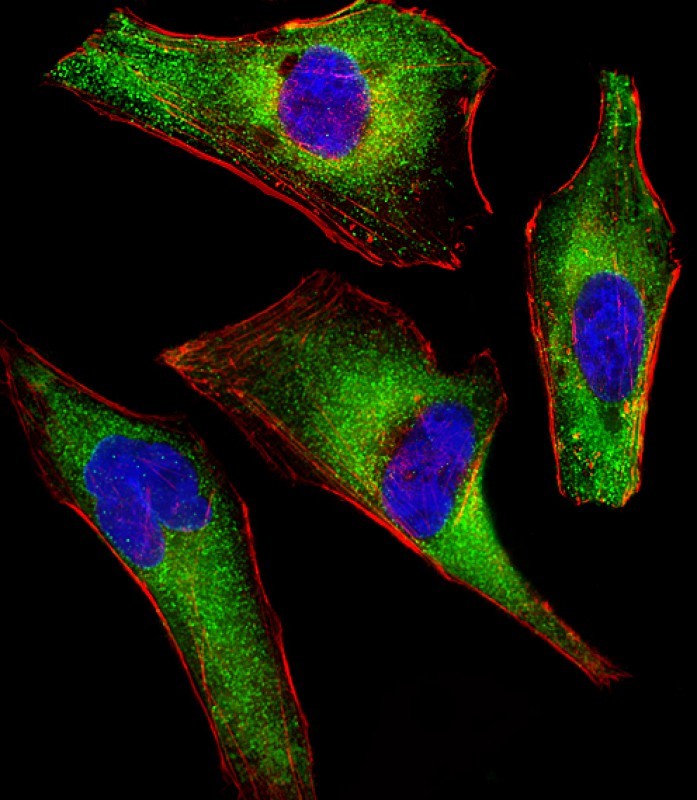 Immunofluorescent analysis of 4% paraformaldehyde-fixed, 0.1% Triton X-100 permeabilized HeLa (human cervical epithelial adenocarcinoma cell line) cells labeling ATG4A with AM8455b at 1/25 dilution, followed by Dylight� 488-conjugated goat anti-mouse IgG (NA166821) secondary antibody at 1/200 dilution (green). Immunofluorescence image showing cytoplasm staining on HeLa cell line. Cytoplasmic actin is detected with Dylight� 554 Phalloidin (PD18466410) at 1/100 dilution (red).The nuclear counter stain is DAPI (blue).