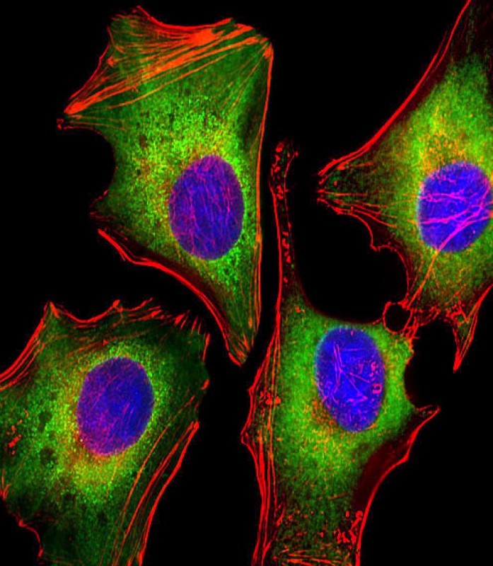 Immunofluorescent analysis of 4% paraformaldehyde-fixed, 0.1% Triton X-100 permeabilized HeLa (human cervical epithelial adenocarcinoma cell line) cells labeling Zap70 with AM8462b at 1/25 dilution, followed by Dylight� 488-conjugated goat anti-mouse IgG (NA166821) secondary antibody at 1/200 dilution (green). Immunofluorescence image showing cytoplasm staining on HeLa cell line. Cytoplasmic actin is detected with Dylight� 554 Phalloidin (PD18466410) at 1/100 dilution (red).The nuclear counter stain is DAPI (blue).