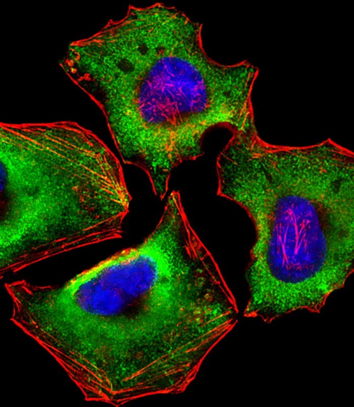 Immunofluorescent analysis of 4% paraformaldehyde-fixed, 0.1% Triton X-100 permeabilized HeLa (human cervical epithelial adenocarcinoma cell line) cells labeling ZAP70 with AM8463b at 1/25 dilution, followed by Dylight� 488-conjugated goat anti-mouse IgG (NA166821) secondary antibody at 1/200 dilution (green). Immunofluorescence image showing cytoplasm staining on HeLa cell line. Cytoplasmic actin is detected with Dylight� 554 Phalloidin (PD18466410) at 1/100 dilution (red).The nuclear counter stain is DAPI (blue).