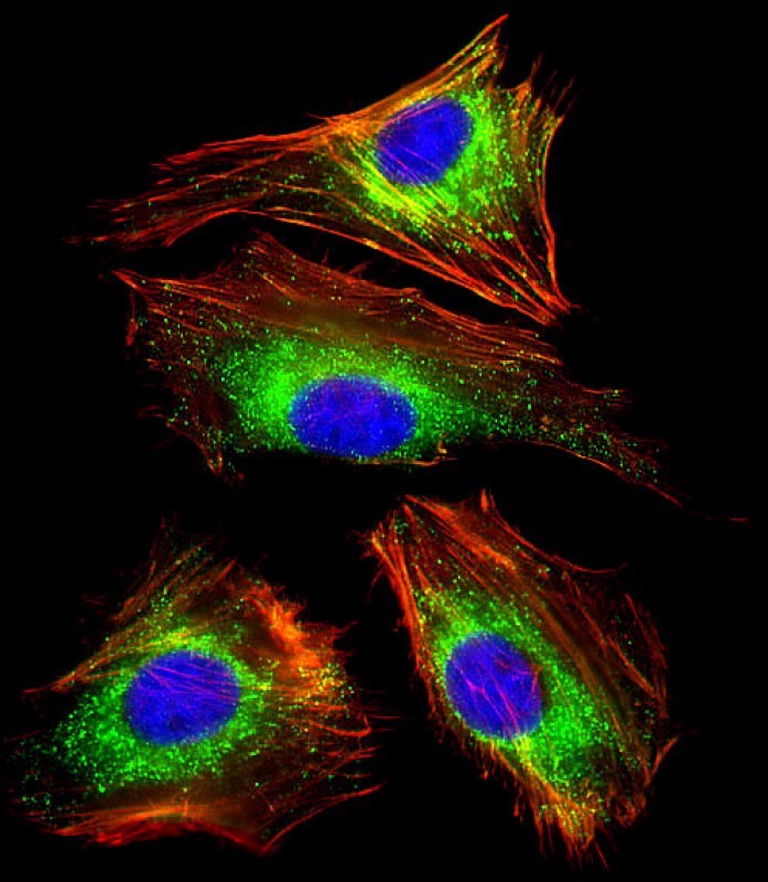 Immunofluorescent analysis of 4% paraformaldehyde-fixed, 0.1% Triton X-100 permeabilized HeLa (human cervical epithelial adenocarcinoma cell line) cells labeling LAMP1 with AM8465b at 1/25 dilution, followed by Dylight� 488-conjugated goat anti-mouse IgG (NA166821) secondary antibody at 1/200 dilution (green). Immunofluorescence image showing cytoplasm staining on HeLa cell line. Cytoplasmic actin is detected with Dylight� 554 Phalloidin (PD18466410) at 1/100 dilution (red).The nuclear counter stain is DAPI (blue).