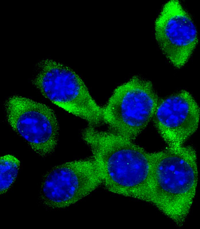 Immunofluorescent analysis of 4% paraformaldehyde-fixed, 0.1% Triton X-100 permeabilized NIH/3T3 (mouse embryonic fibroblast cell line) cells labeling Fer with AM8466b at 1/25 dilution, followed by Dylight� 488-conjugated goat anti-mouse IgG (NA166821) secondary antibody at 1/200 dilution (green). Immunofluorescence image showing cytoplasm staining on NIH/3T3 cell line. The nuclear counter stain is DAPI (blue).