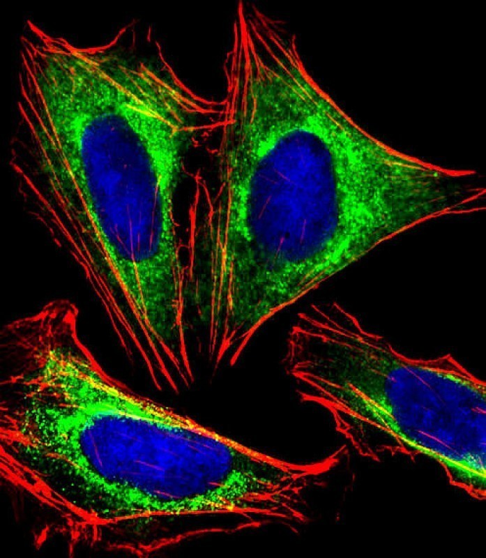 Immunofluorescent analysis of 4% paraformaldehyde-fixed, 0.1% Triton X-100 permeabilized U-2 OS (human bone osteosarcoma cell line) cells labeling PPP2R1B with AM8469b at 1/25 dilution, followed by Dylight� 488-conjugated goat anti-mouse IgG (NA166821) secondary antibody at 1/200 dilution (green). Immunofluorescence image showing cytoplasm staining on U-2 OS cell line. Cytoplasmic actin is detected with Dylight� 554 Phalloidin (PD18466410) at 1/100 dilution (red).The nuclear counter stain is DAPI (blue).