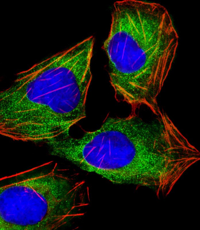 Immunofluorescent analysis of 4% paraformaldehyde-fixed, 0.1% Triton X-100 permeabilized U-2 OS (human bone osteosarcoma cell line) cells labeling HINT1 with AM8470b at 1/25 dilution, followed by Dylight� 488-conjugated goat anti-mouse IgG (NA166821) secondary antibody at 1/200 dilution (green). Immunofluorescence image showing cytoplasm staining on U-2 OS cell line. Cytoplasmic actin is detected with Dylight� 554 Phalloidin (PD18466410) at 1/100 dilution (red).The nuclear counter stain is DAPI (blue).