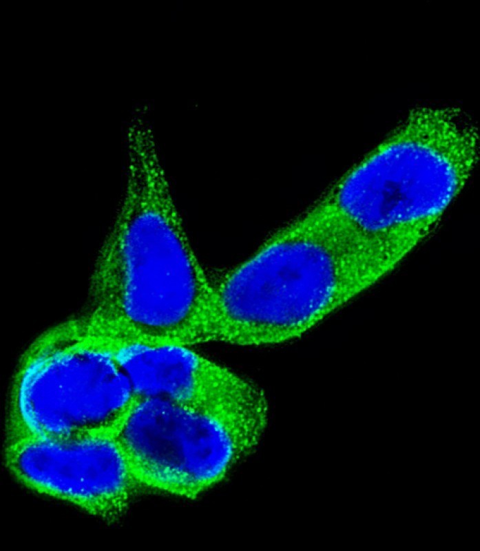 Immunofluorescent analysis of 4% paraformaldehyde-fixed, 0.1% Triton X-100 permeabilized SH-SY5Y (human neuroblastoma cell line) cells labeling DPYL5 with AM8473b at 1/25 dilution, followed by Dylight� 488-conjugated goat anti-mouse IgG (NA166821) secondary antibody at 1/200 dilution (green). Immunofluorescence image showing cytoplasm staining on SH-SY5Y cell line. The nuclear counter stain is DAPI (blue).