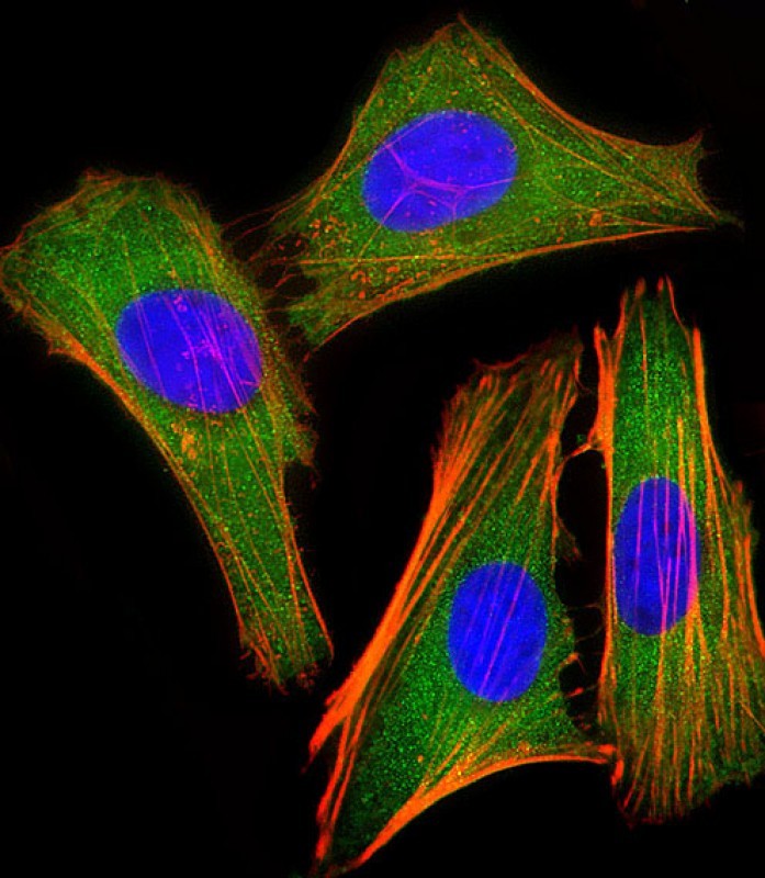 Immunofluorescent analysis of 4% paraformaldehyde-fixed, 0.1% Triton X-100 permeabilized HeLa (human cervical epithelial adenocarcinoma cell line) cells labeling IRF3 with AM8483b at 1/25 dilution, followed by Dylight� 488-conjugated goat anti-mouse IgG (NA166821) secondary antibody at 1/200 dilution (green). Immunofluorescence image showing cytoplasm staining on HeLa cell line. Cytoplasmic actin is detected with Dylight� 554 Phalloidin (PD18466410) at 1/100 dilution (red).The nuclear counter stain is DAPI (blue).