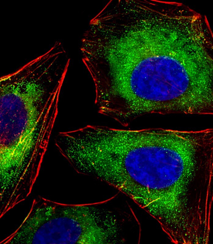 Immunofluorescent analysis of 4% paraformaldehyde-fixed, 0.1% Triton X-100 permeabilized HeLa (human cervical epithelial adenocarcinoma cell line) cells labeling LCK with AM8484b at 1/25 dilution, followed by Dylight� 488-conjugated goat anti-mouse IgG (NA166821) secondary antibody at 1/200 dilution (green). Immunofluorescence image showing cytoplasm staining on HeLa cell line. Cytoplasmic actin is detected with Dylight� 554 Phalloidin (PD18466410) at 1/100 dilution (red).The nuclear counter stain is DAPI (blue).