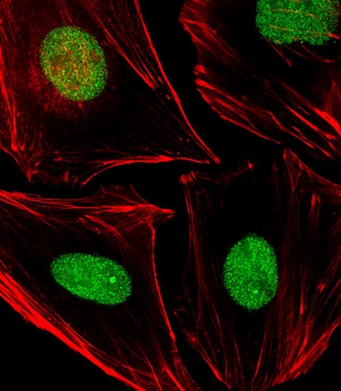 Immunofluorescent analysis of 4% paraformaldehyde-fixed, 0.1% Triton X-100 permeabilized HeLa (human cervical epithelial adenocarcinoma cell line) cells labeling APEX1 with AM8490b at 1/25 dilution, followed by Dylight� 488-conjugated goat anti-mouse IgG (NA166821) secondary antibody at 1/200 dilution (green). Immunofluorescence image showing nucleus staining on HeLa cell line. Cytoplasmic actin is detected with Dylight� 554 Phalloidin (PD18466410) at 1/100 dilution (red).