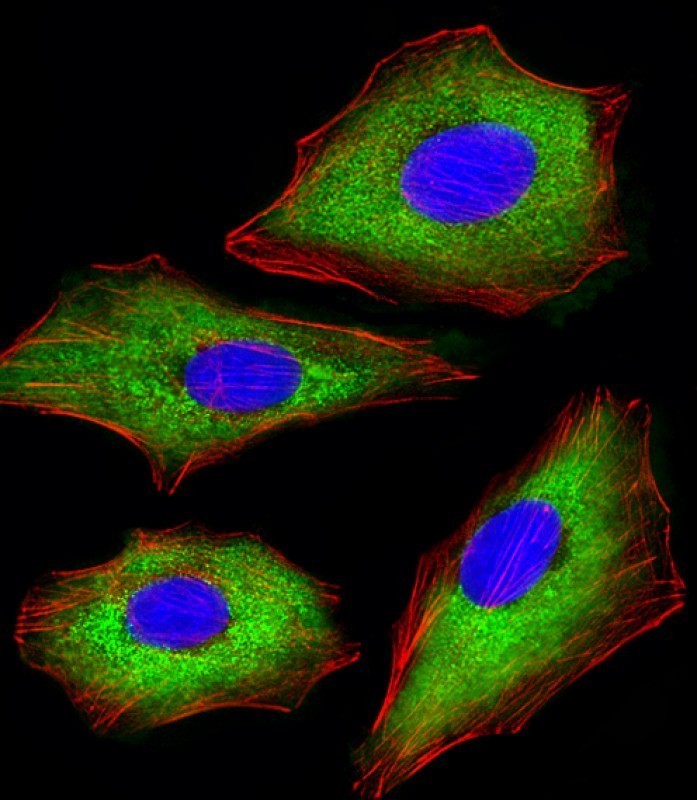 Immunofluorescent analysis of 4% paraformaldehyde-fixed, 0.1% Triton X-100 permeabilized A549 (human lung adenocarcinoma epithelial cell line) cells labeling CDK5 with AM8493b at 1/25 dilution, followed by Dylight� 488-conjugated goat anti-mouse IgG (NA166821) secondary antibody at 1/200 dilution (green). Immunofluorescence image showing cytoplasm staining on A549 cell line. Cytoplasmic actin is detected with Dylight� 554 Phalloidin (PD18466410) at 1/100 dilution (red).The nuclear counter stain is DAPI (blue).