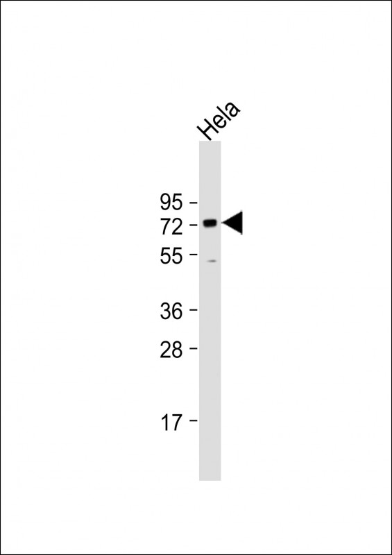 Anti-BANP Antibody at 1:1000 dilution + Hela whole cell lysateLysates/proteins at 20 �g per lane.  SecondaryGoat Anti-mouse IgG,   (H+L),  Peroxidase conjugated at 1/10000 dilution.  Predicted band size : 56 kDaBlocking/Dilution buffer: 5% NFDM/TBST.