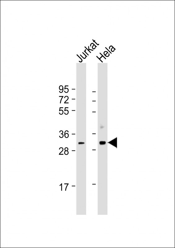 All lanes : Anti-CDK1 Antibody at 1:500-1:1000 dilutionLane 1: Jurkat whole cell lysateLane 2: Hela whole cell lysateLysates/proteins at 20 �g per lane. SecondaryGoat Anti-mouse IgG,  (H+L), Peroxidase conjugated at 1/10000 dilution. Predicted band size : 34 kDaBlocking/Dilution buffer: 5% NFDM/TBST.