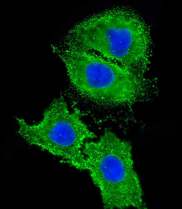 Immunofluorescent analysis of 4% paraformaldehyde-fixed, 0.1% Triton X-100 permeabilized HepG2 (human liver hepatocellular carcinoma cell line) cells labeling AGTR1 with AP10119B at 1/25 dilution, followed by Dylight� 488-conjugated goat anti-rabbit IgG (NK179883) secondary antibody at 1/200 dilution (green). Immunofluorescence image showing membrane and cytoplasm staining on HepG2 cell line. The nuclear counter stain is DAPI (blue).