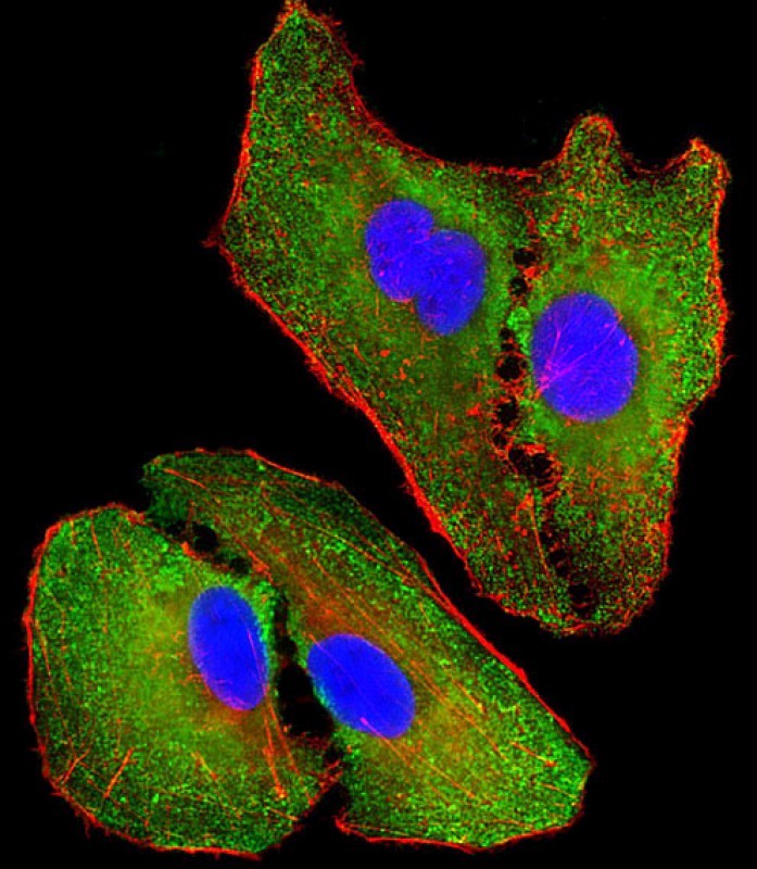 Immunofluorescent analysis of 4% paraformaldehyde-fixed, 0.1% Triton X-100 permeabilized A549 (human lung adenocarcinoma epithelial cell line) cells labeling NOS2A with AP11772c at 1/25 dilution, followed by Dylight� 488-conjugated goat anti-rabbit IgG (NK179883) secondary antibody at 1/200 dilution (green). Immunofluorescence image showing cytoplasm staining on A549 cell line. Cytoplasmic actin is detected with Dylight� 554 Phalloidin (PD18466410) at 1/100 dilution (red).The nuclear counter stain is DAPI (blue).