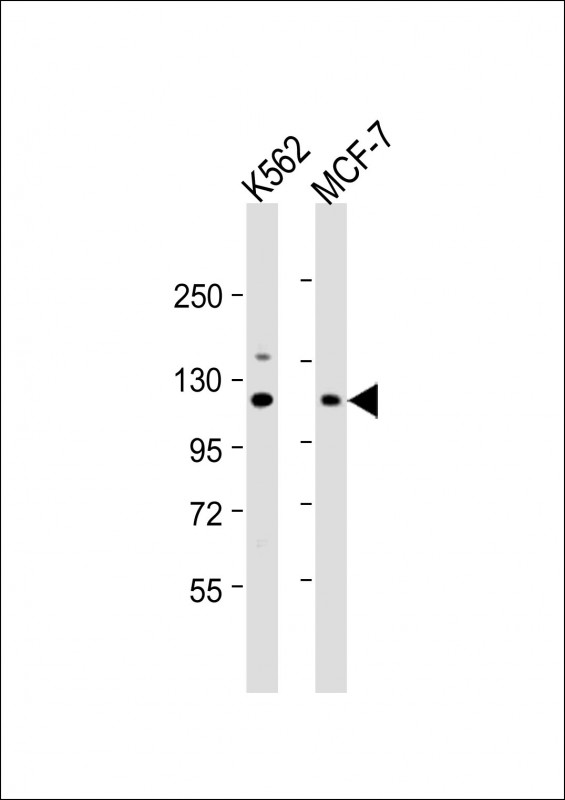WB - EIF3CL Antibody (N-term) AP12609a