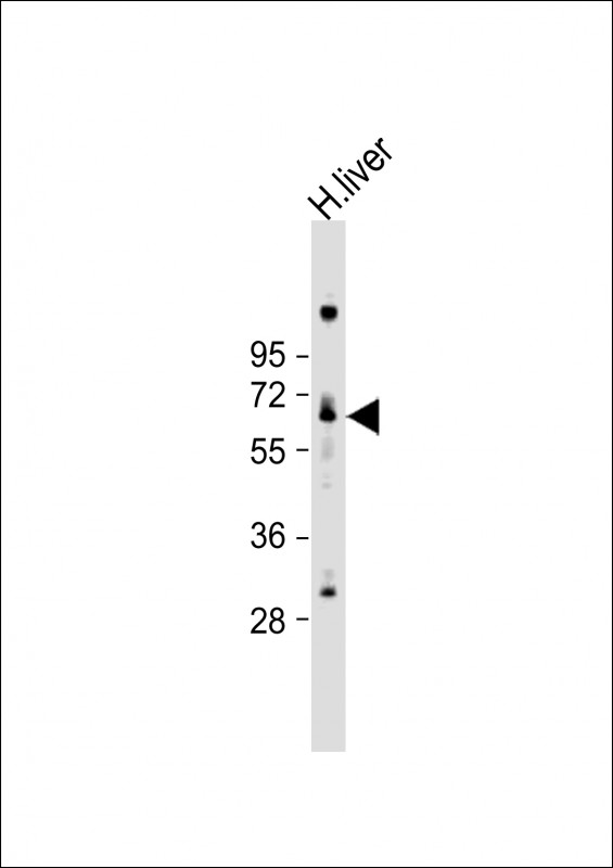 WB - LINGO4 Antibody (C-term) AP12795b