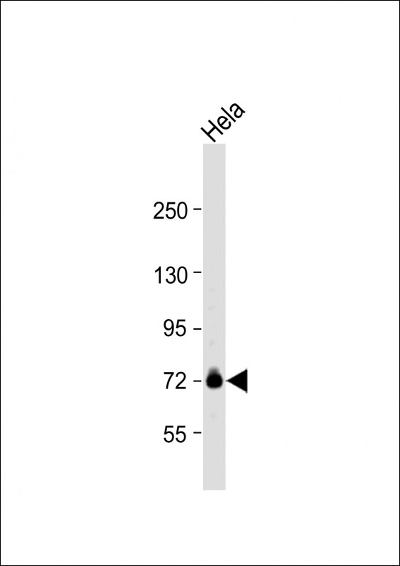 WB - GUF1 Antibody (N-term) AP12858A