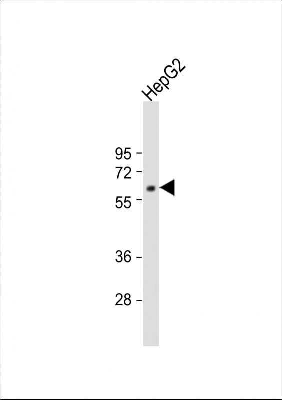 WB - MPP3 Antibody (C-term) AP13068b