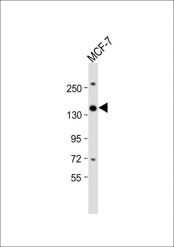 WB - NCAPG2 Antibody (Center) AP17069C