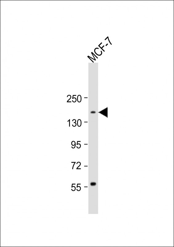 Anti-ADNP Antibody (C-term) at 1:1000 dilution + MCF-7 whole cell lysateLysates/proteins at 20 �g per lane.  SecondaryGoat Anti-Rabbit IgG,   (H+L),  Peroxidase conjugated at 1/10000 dilution.  Predicted band size : 124 kDaBlocking/Dilution buffer: 5% NFDM/TBST.