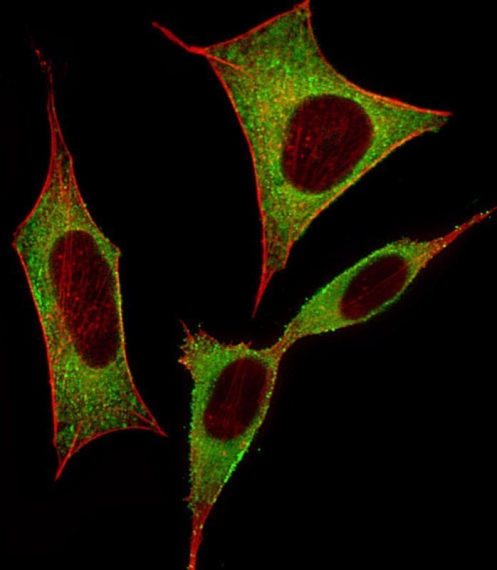 Immunofluorescent analysis of 4% paraformaldehyde-fixed, 0.1% Triton X-100 permeabilized SH-SY5Y (human neuroblastoma cell line) cells labeling DPYSL5 with AP21240b at 1/25 dilution, followed by Dylight� 488-conjugated goat anti-rabbit IgG (NK179883) secondary antibody at 1/200 dilution (green). Immunofluorescence image showing cytoplasm staining on SH-SY5Y cell line. Cytoplasmic actin is detected with Dylight� 554 Phalloidin (PD18466410) at 1/100 dilution (red).