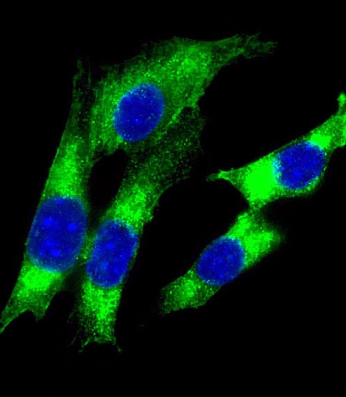 Immunofluorescent analysis of 4% paraformaldehyde-fixed, 0.1% Triton X-100 permeabilized NIH/3T3 (mouse embryonic fibroblast cell line) cells labeling HLA-DQA1 with AP21386b at 1/25 dilution, followed by Dylight� 488-conjugated goat anti-rabbit IgG (NK179883) secondary antibody at 1/200 dilution (green). Immunofluorescence image showing cytoplasm staining on NIH/3T3 cell line. The nuclear counter stain is DAPI (blue).