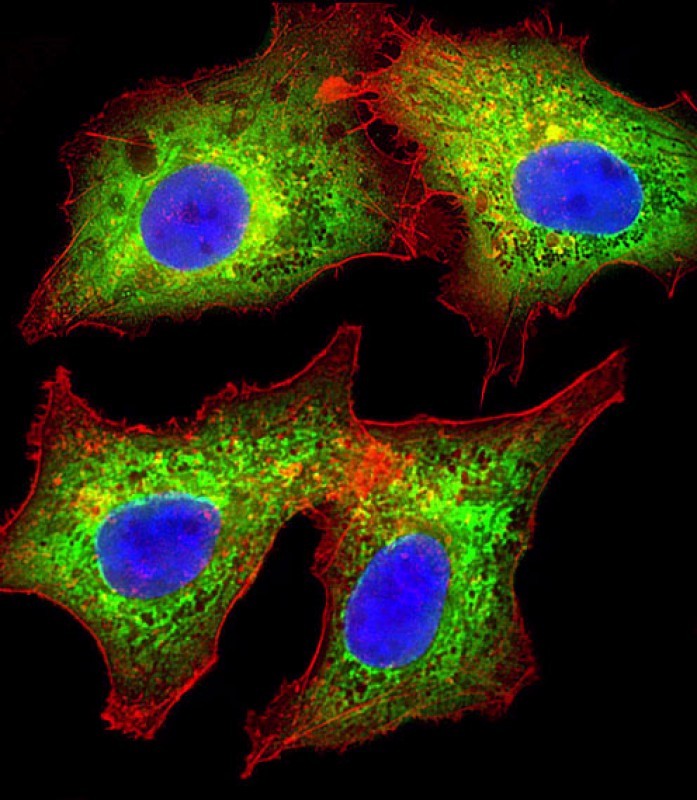 Immunofluorescent analysis of 4% paraformaldehyde-fixed, 0.1% Triton X-100 permeabilized HepG2 (human liver hepatocellular carcinoma cell line) cells labeling AKR7L with AP21497a at 1/25 dilution, followed by Dylight� 488-conjugated goat anti-rabbit IgG (NK179883) secondary antibody at 1/200 dilution (green). Immunofluorescence image showing cytoplasm staining on HepG2 cell line. Cytoplasmic actin is detected with Dylight� 554 Phalloidin (PD18466410) at 1/100 dilution (red).The nuclear counter stain is DAPI (blue).