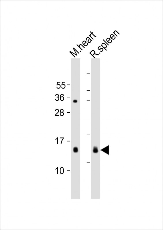 WB - YPEL3 Antibody (C-Term) AP21973b