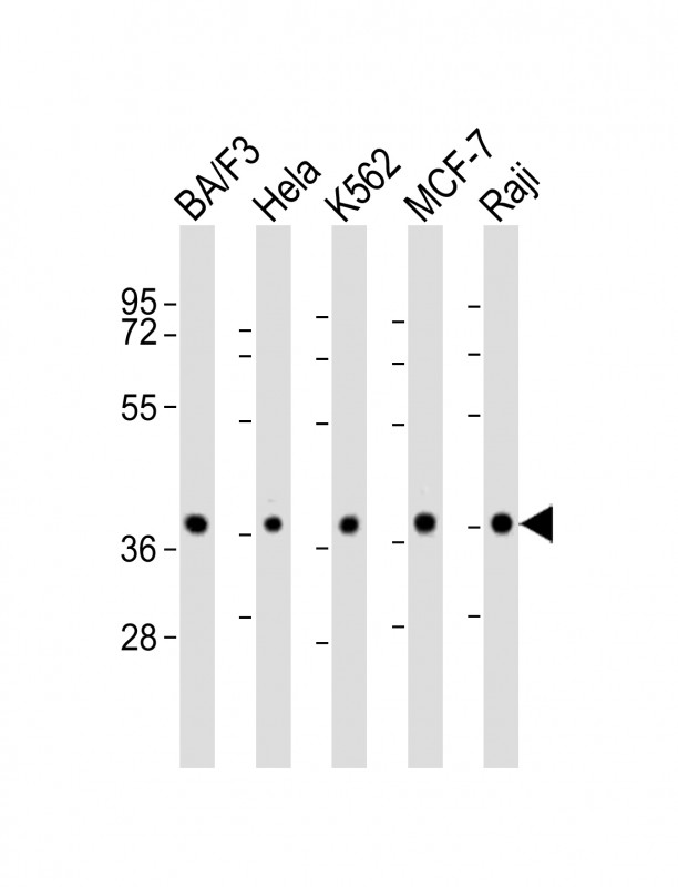 All lanes : Anti-PPP2R4 Antibody (N-Term) at 1:2000 dilutionLane 1: BA/F3 whole cell lysateLane 2: Hela whole cell lysateLane 3: K562 whole cell lysateLane 4: MCF-7 whole cell lysateLane 5: Raji whole cell lysateLysates/proteins at 20 �g per lane.  SecondaryGoat Anti-Rabbit IgG,   (H+L),  Peroxidase conjugated at 1/10000 dilution.  Predicted band size : 41 kDaBlocking/Dilution buffer: 5% NFDM/TBST.