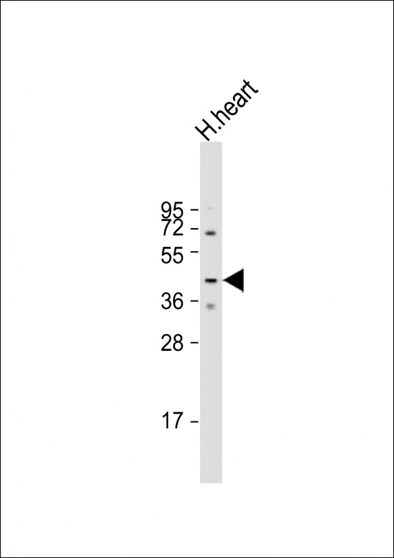 WB - MURC Antibody (N-term) AP5646a