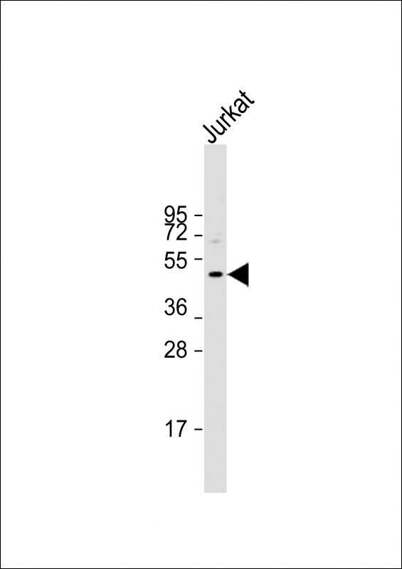 WB - DDI2 Antibody (Center) AP5959c