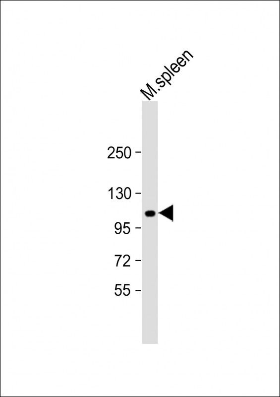 WB - LAF4 Antibody (C-term) AP6149a