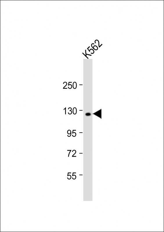 WB - LARS Antibody (C-term) AP7413b