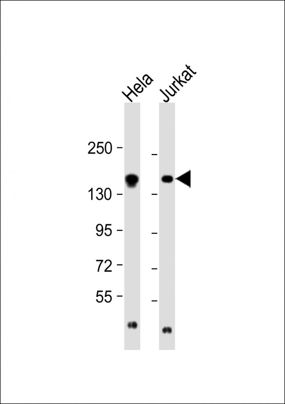 WB - EPRS Antibody (N-term) AP7565a