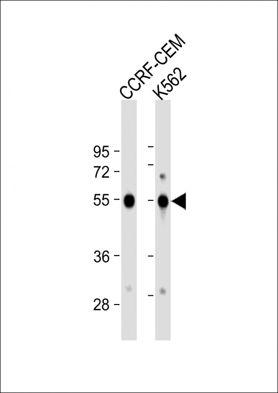All lanes : Anti-GALR1 Antibody (Center) at 1:1000 dilutionLane 1: CCRF-CEM whole cell lysateLane 2: K562 whole cell lysateLysates/proteins at 20 �g per lane. SecondaryGoat Anti-Rabbit IgG,  (H+L), Peroxidase conjugated at 1/10000 dilution. Predicted band size : 39 kDaBlocking/Dilution buffer: 5% NFDM/TBST.