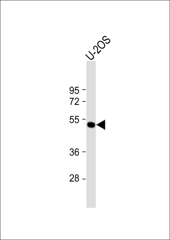 Anti-ANKH Antibody (C-term) at 1:1000 dilution + U-2OS whole cell lysateLysates/proteins at 20 �g per lane. SecondaryGoat Anti-Rabbit IgG,  (H+L), Peroxidase conjugated at 1/10000 dilution. Predicted band size : 54 kDaBlocking/Dilution buffer: 5% NFDM/TBST.