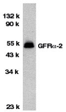 WB - GFR alpha 2 Antibody ASC10019