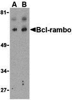 WB - Bcl-rambo Antibody ASC10167