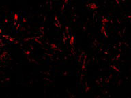 IF - TTC5 Antibody ASC10179