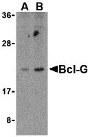 WB - Bcl-G Antibody ASC10203