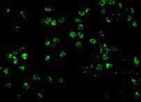 IF - IRAK2 Antibody ASC10350