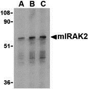 WB - IRAK2 Antibody ASC10350