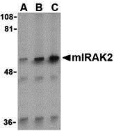 WB - IRAK2 Antibody ASC10351