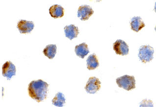 ICC - Bit1 Antibody ASC10354