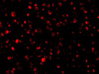 IF - Bit1 Antibody ASC10354