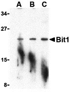 WB - Bit1 Antibody ASC10354