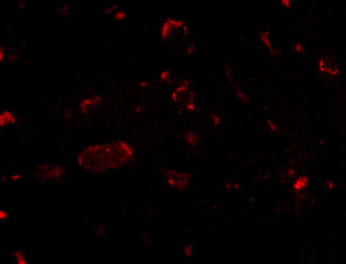 IF - Slitrk2 Antibody ASC10639
